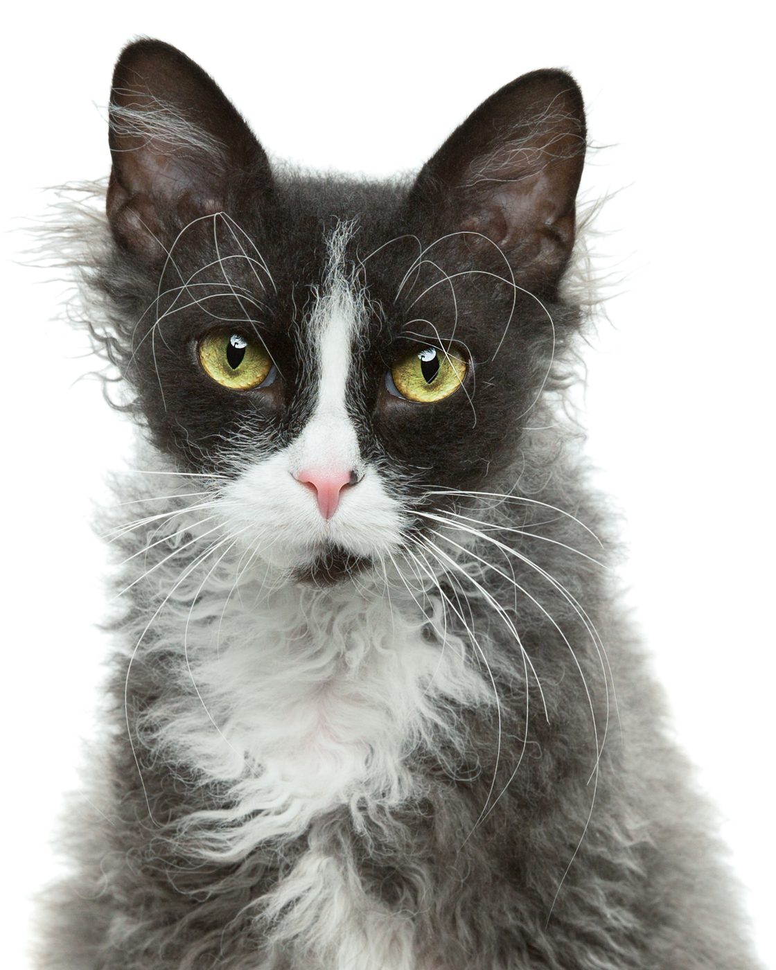 Pets session by Phil Crozier