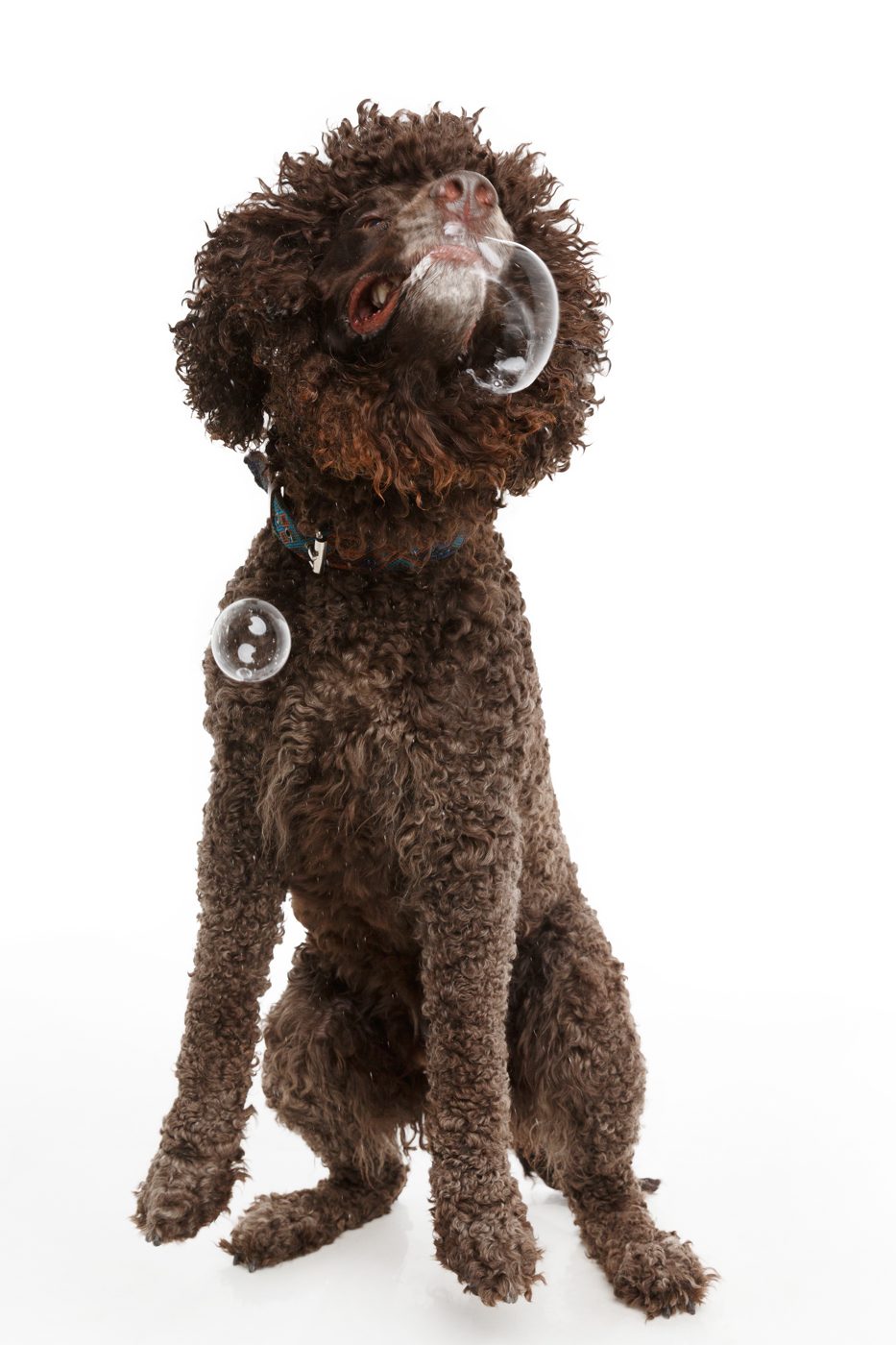 Pets session by Phil Crozier