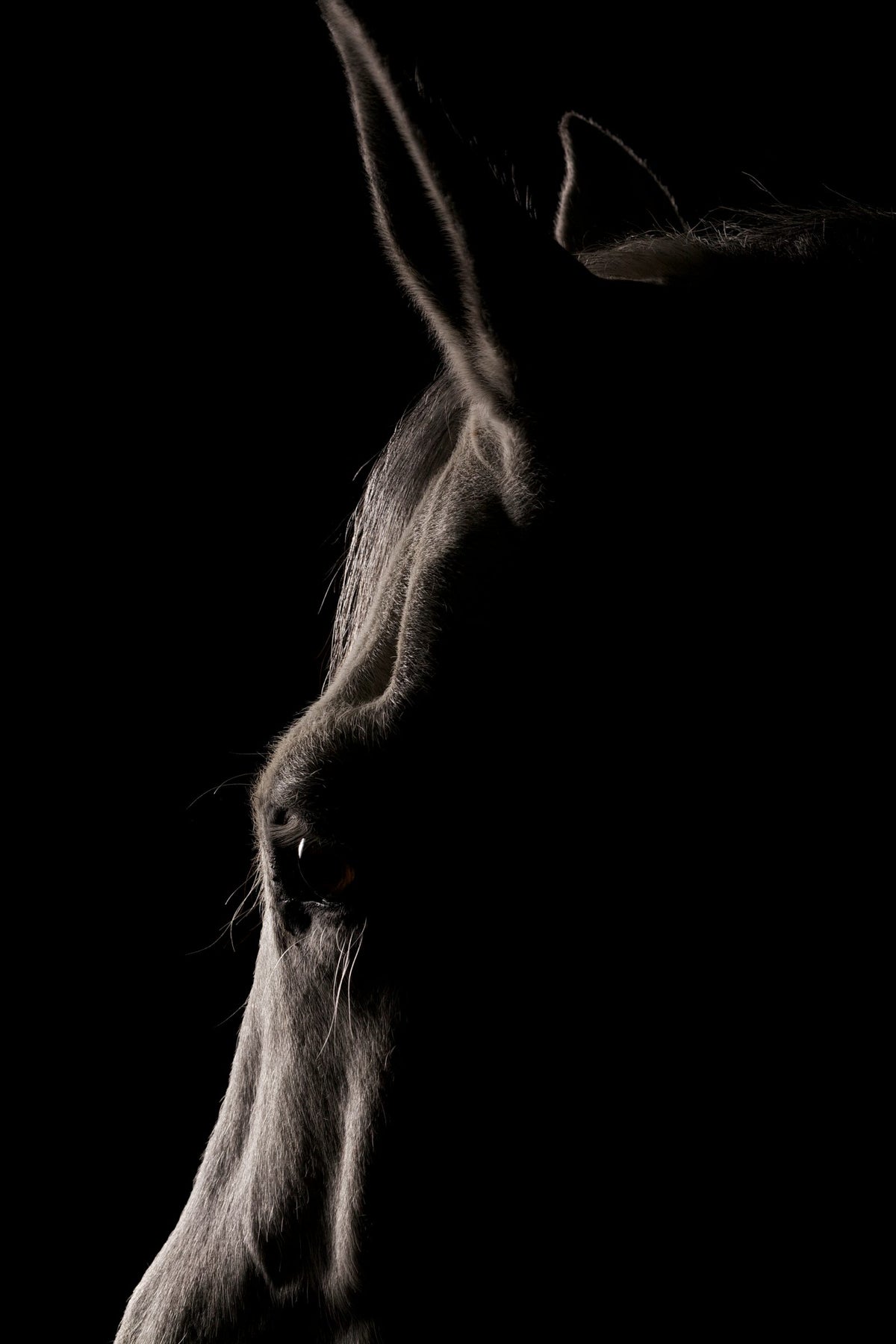 Pets session by Phil Crozier