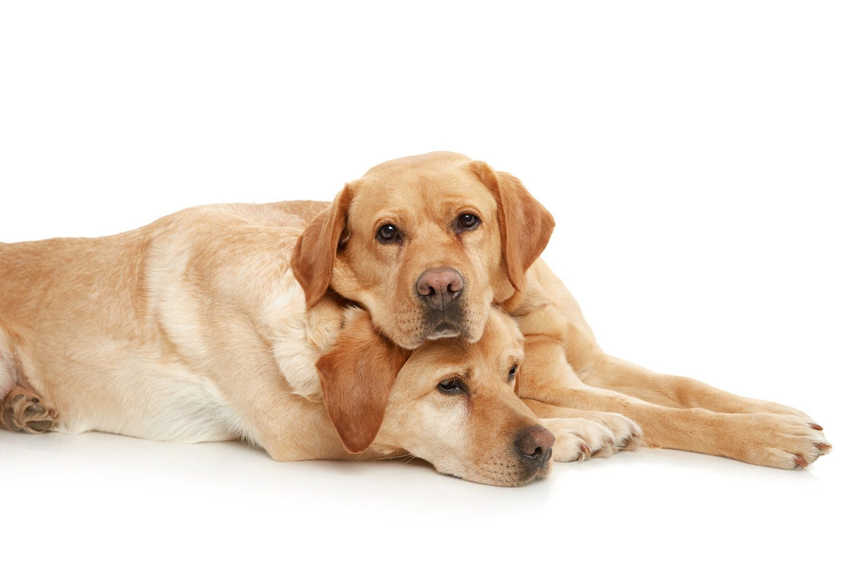Pets session by Phil Crozier