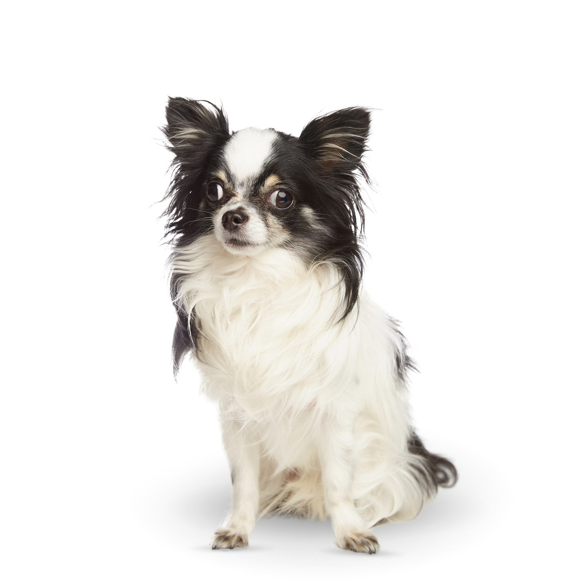Pets session by Phil Crozier