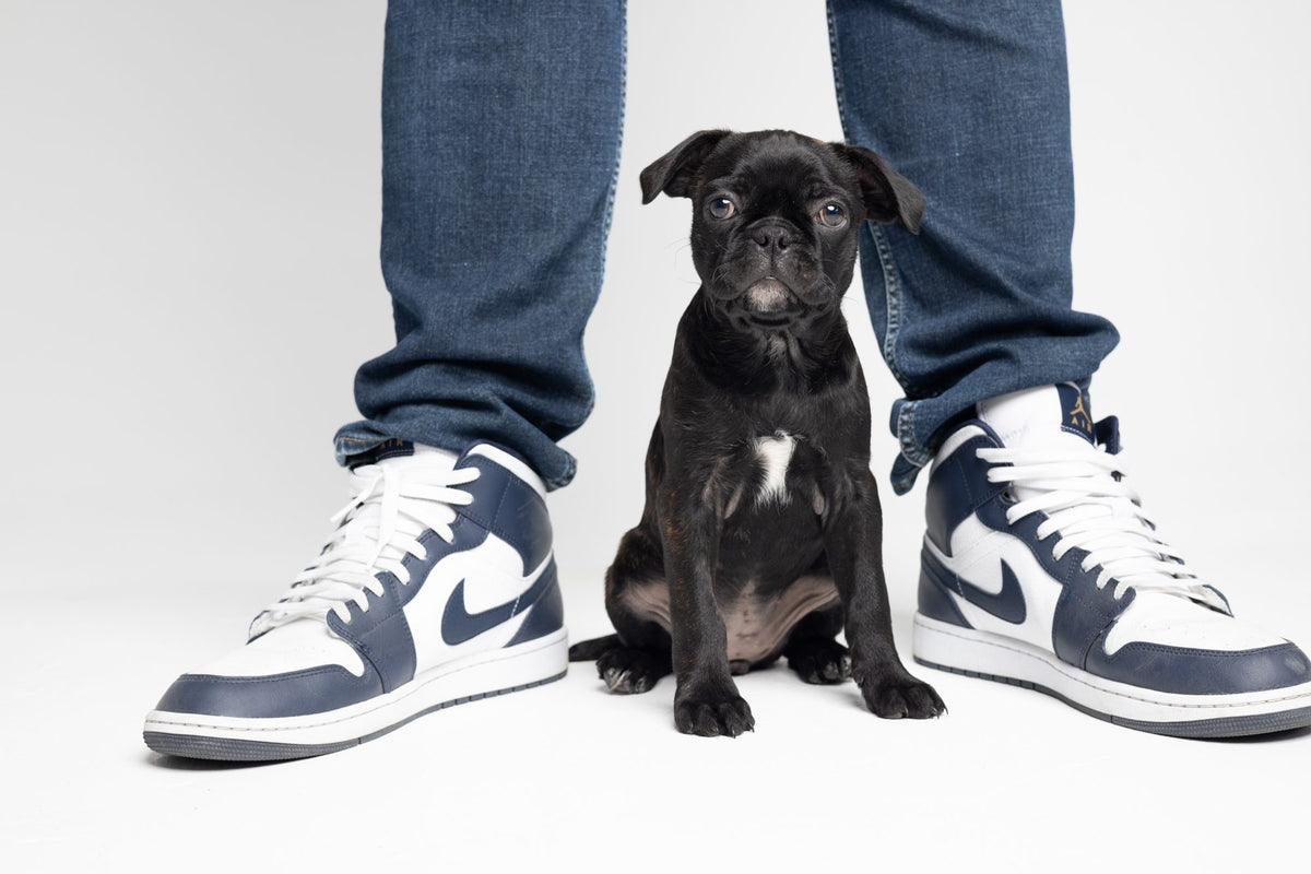 Pets session by Phil Crozier