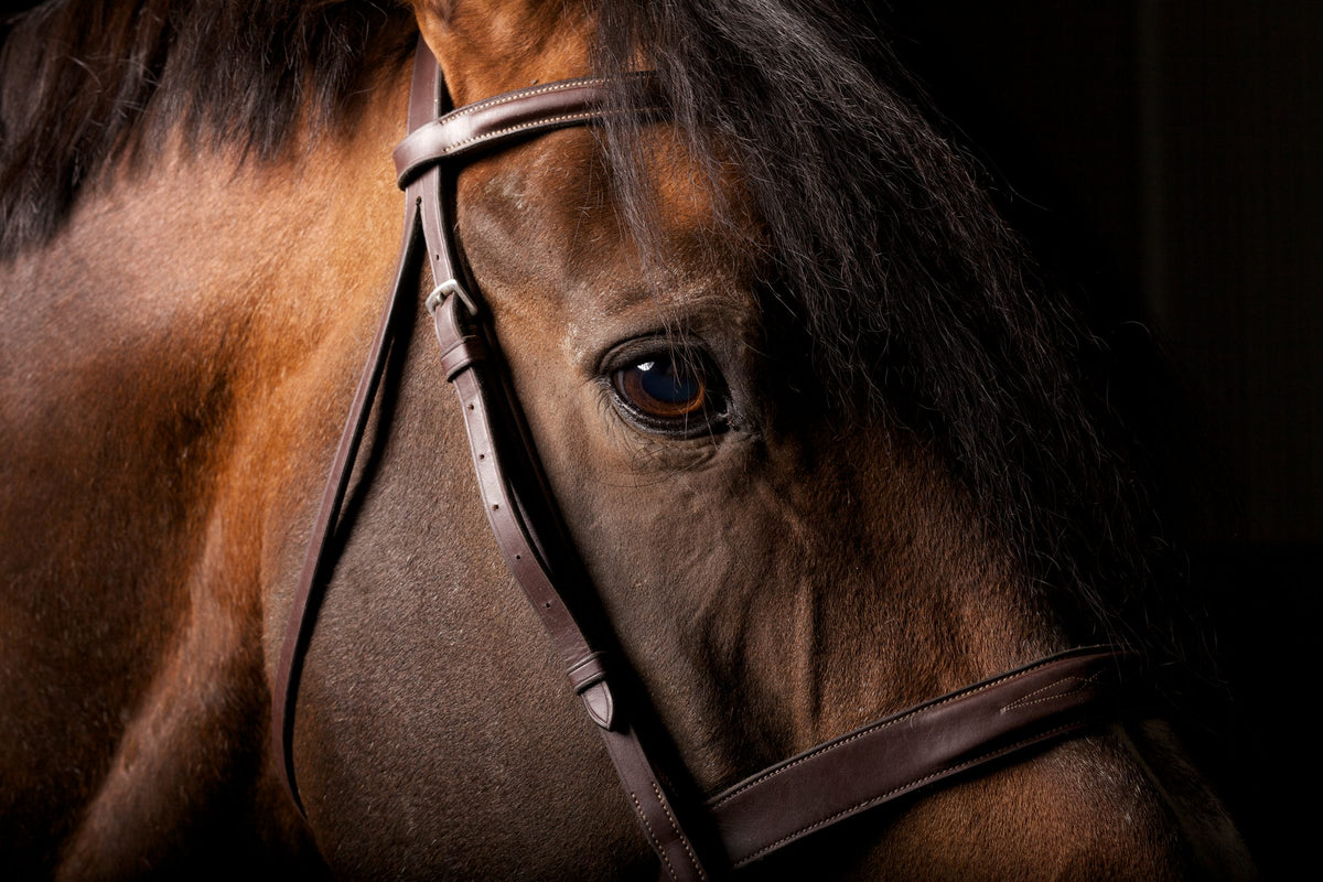 Pets session by Phil Crozier
