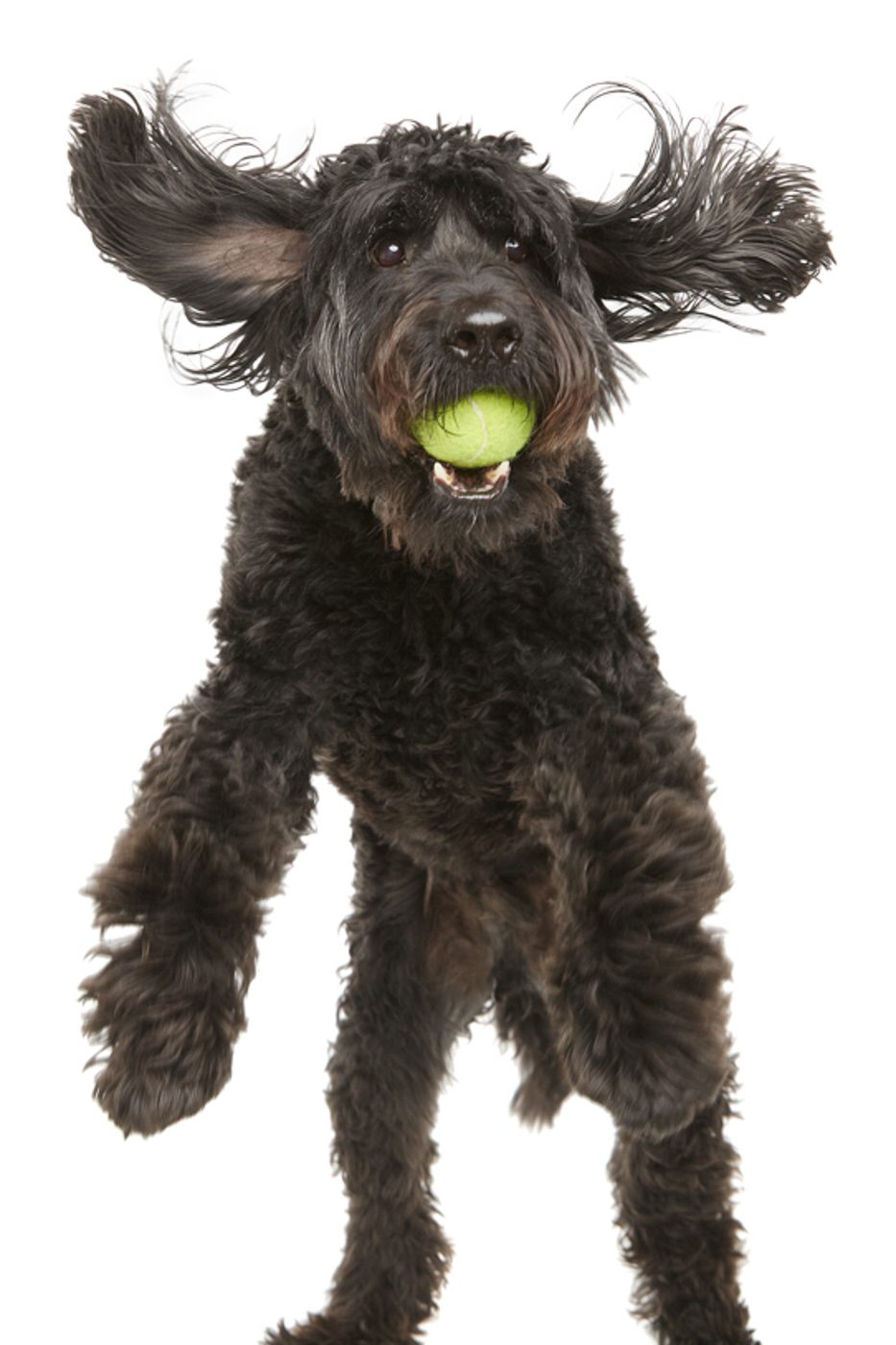 Pets session by Phil Crozier