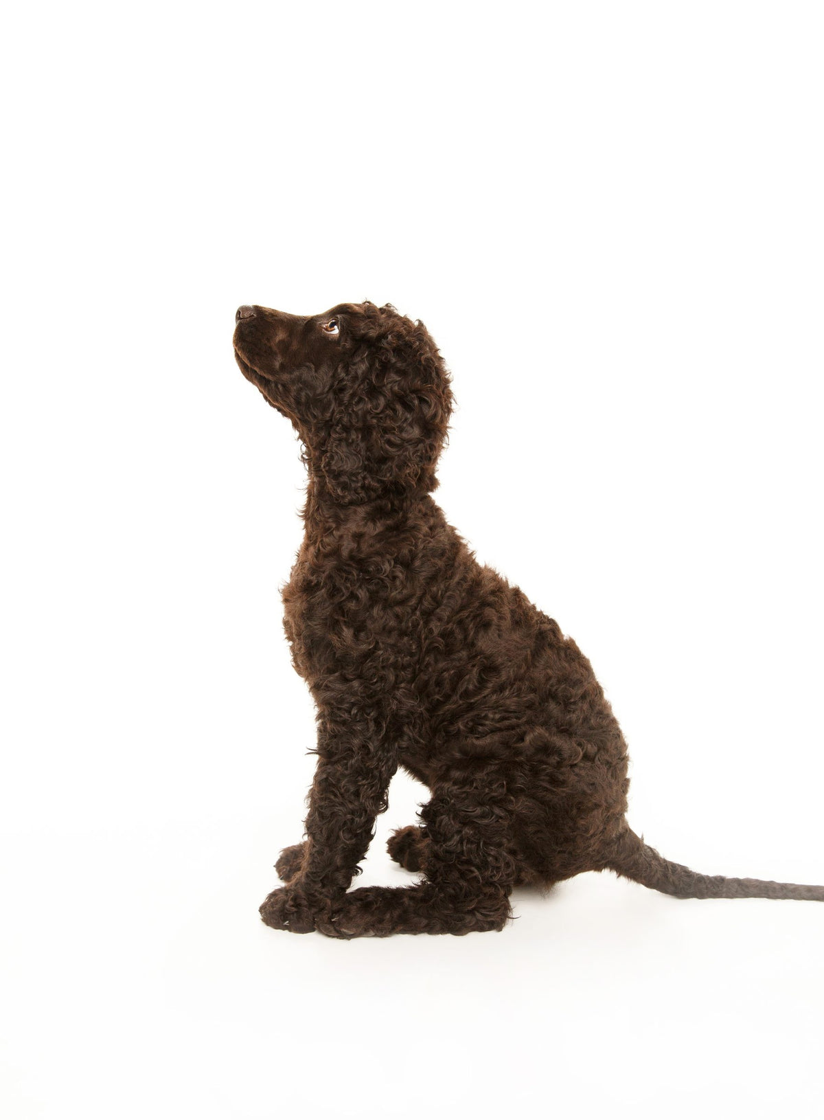 Pets session by Phil Crozier