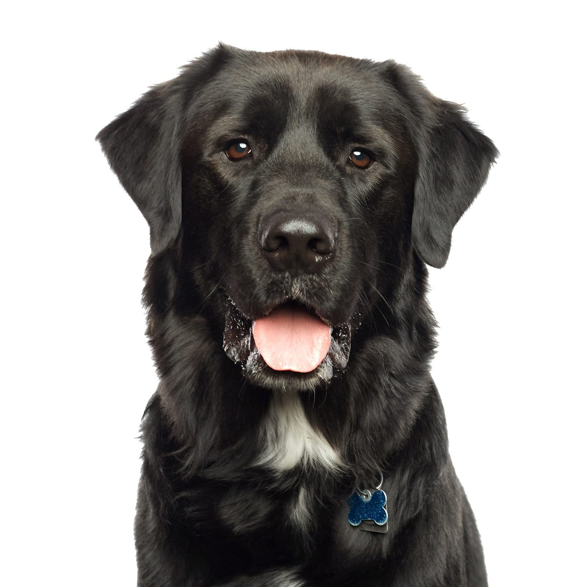 Pets session by Phil Crozier