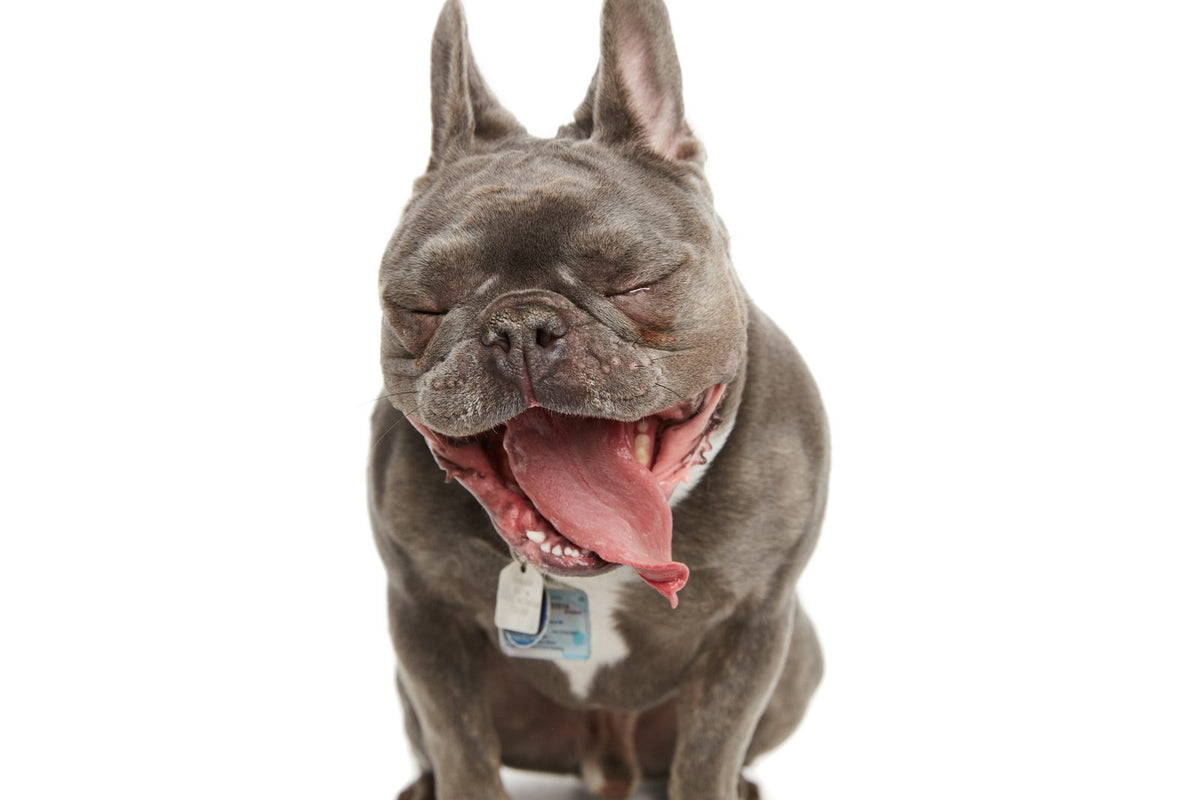 Pets session by Phil Crozier