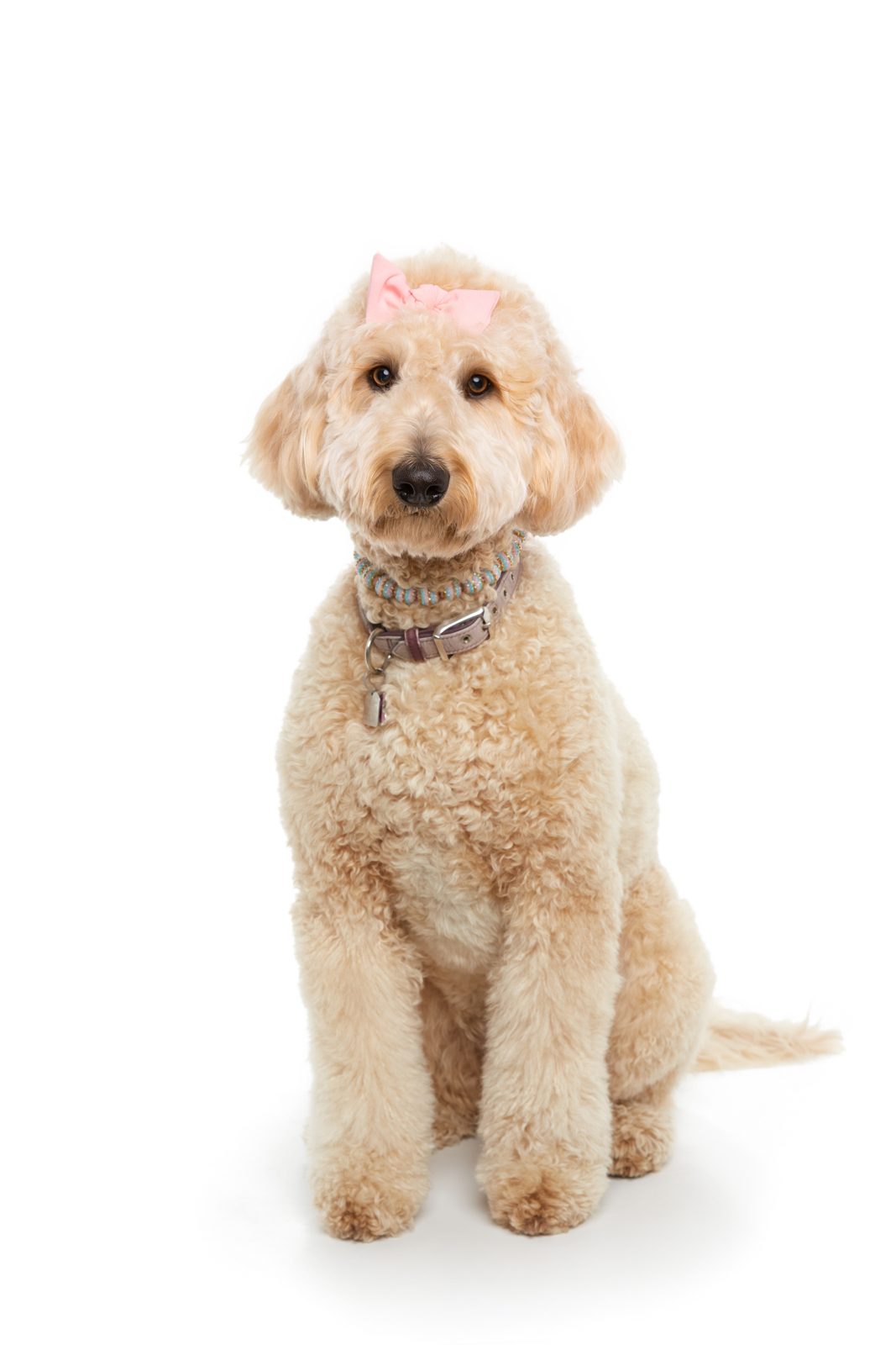 Pets session by Phil Crozier