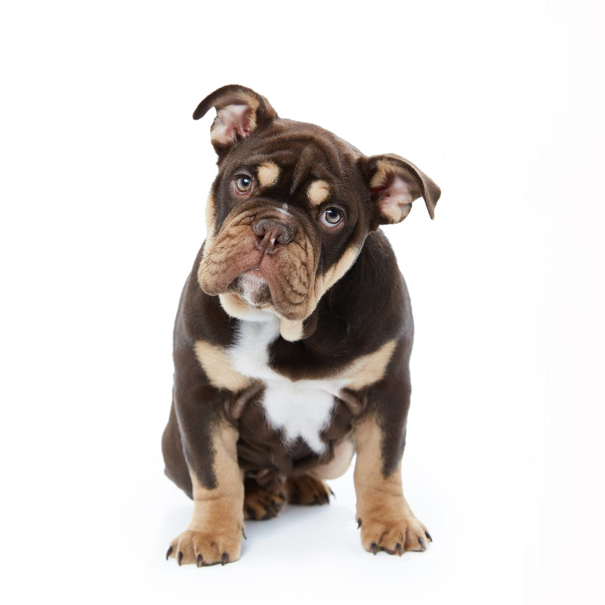 Pets session by Phil Crozier