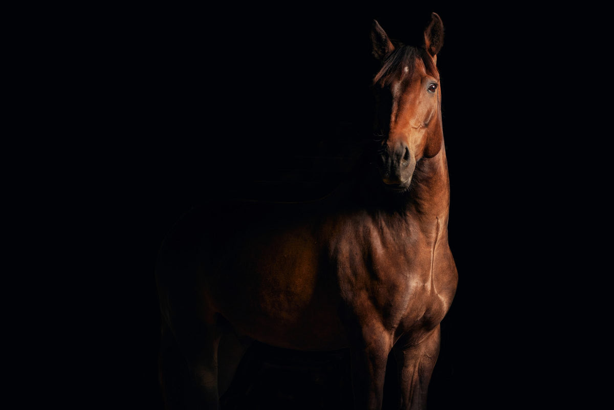 Pets session by Phil Crozier
