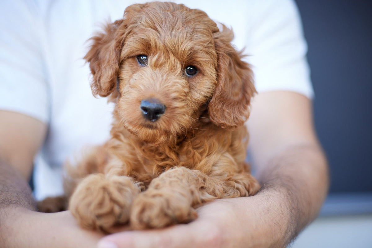 A doodle puppy held in two hands